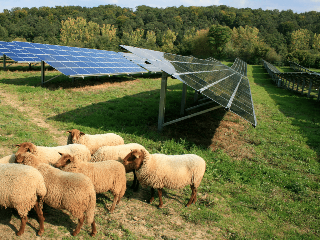 Schafe im Solarpark , naturverträgliche Photovoltaikfreiflächenanlagen Foto: Gerisch,AdobeStock, c-LEKA-MV2022