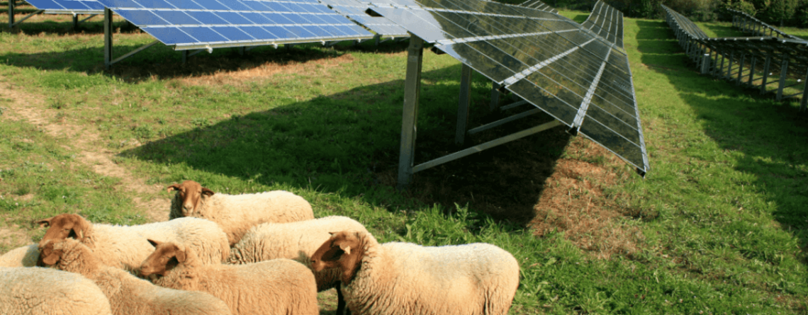 Solarpark mit Schafbeweidung