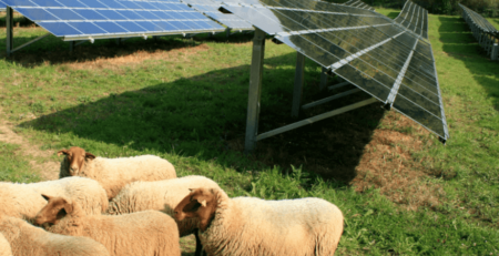 Solarpark mit Schafbeweidung