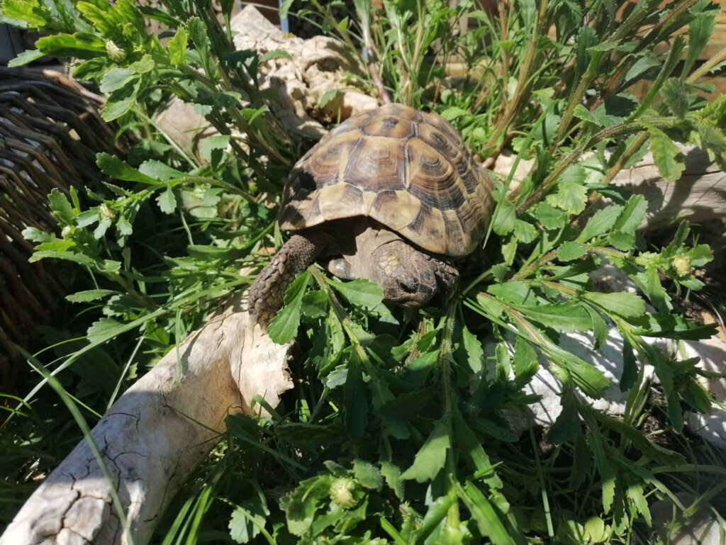 Bild einer griechischen Landschildkröte