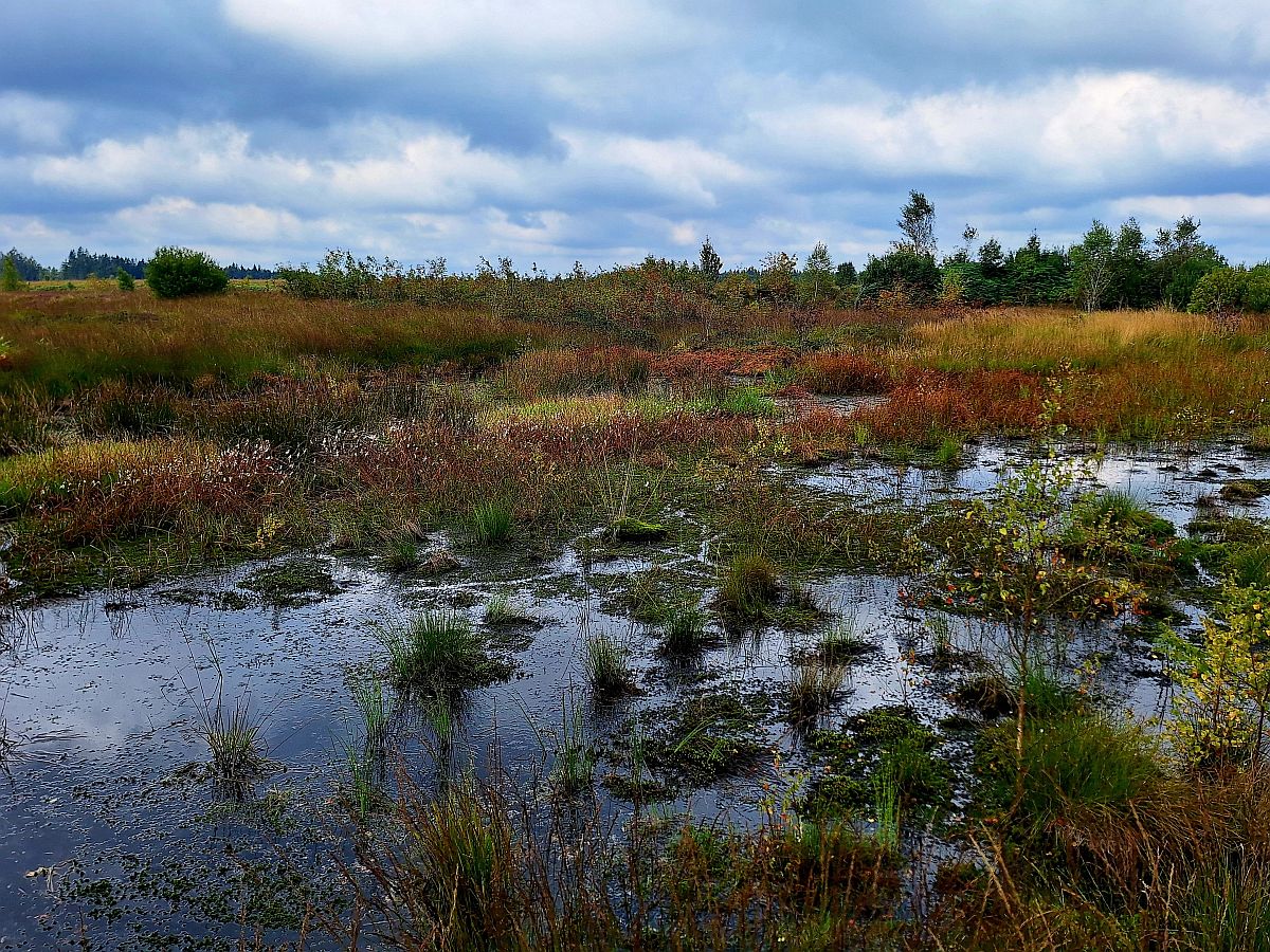 Eien Moorfläche mit Bäumen im Hintergrund. Pflanzen mit grünem Blatt und braunen Blüten stehen im Wasser. Der Himmel ist bewölkt.