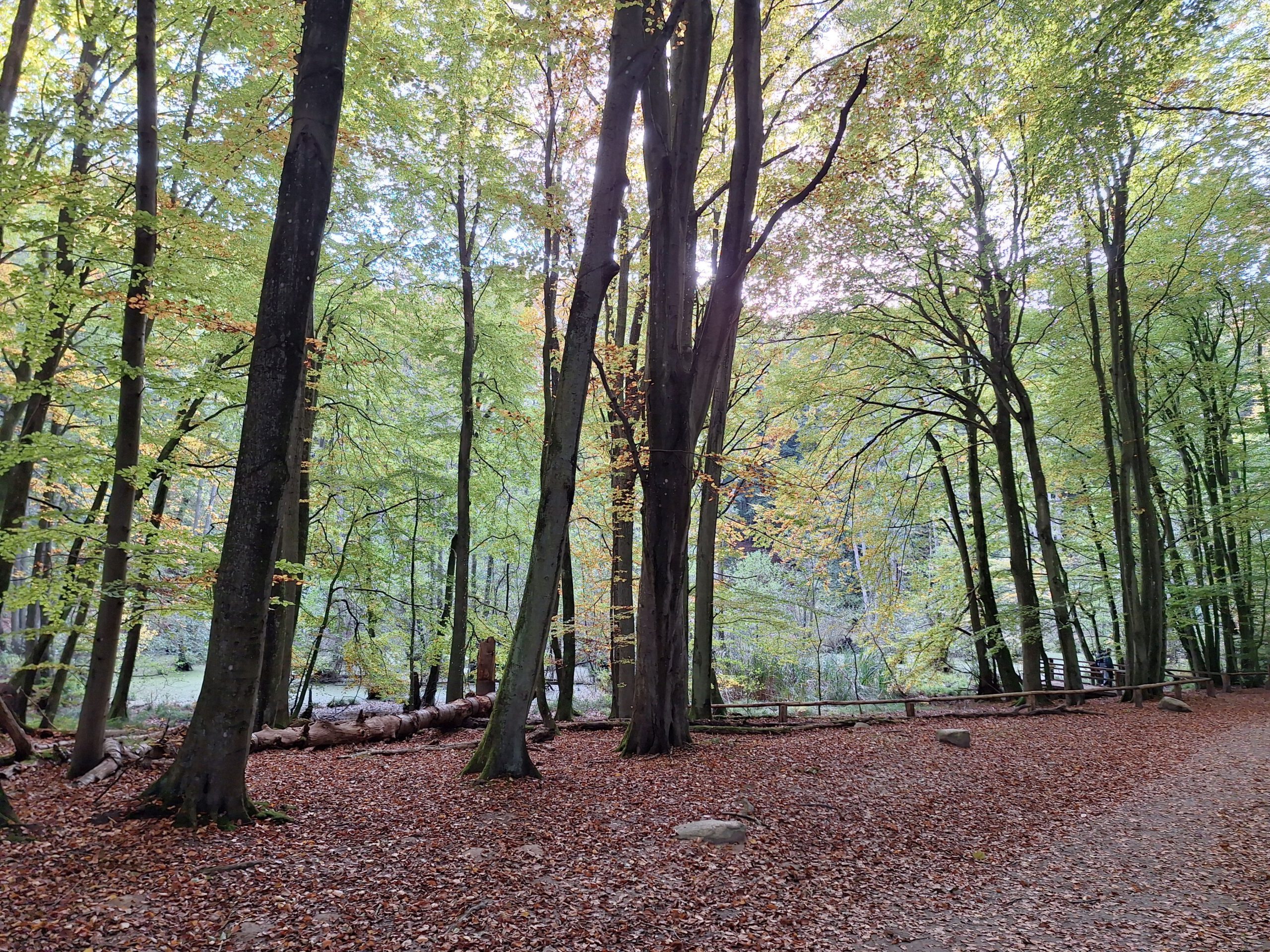 Ein Buchenwald im sommerlichen Grün. Auf dem Boden liegt eine brauen Blattschicht.