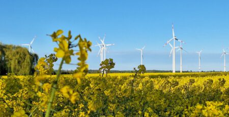 Rapsfeld mit Windpark im Hintergrund.
